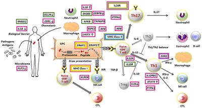 Pathogenesis of Non-Infectious Uveitis Elucidated by Recent Genetic Findings